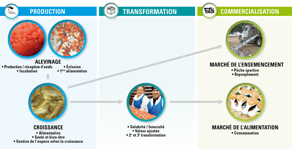 Production, transformation et commercialisation 